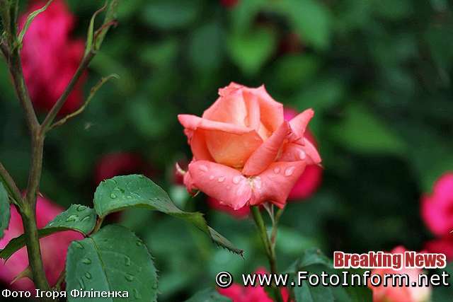 Кропивницькому, квітне трояндовий розарій ,фоторепортаж, Игоря Филипенко, спас-преображенский собор, 